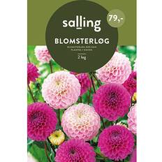 Salling Blomsterløg 2 Stk