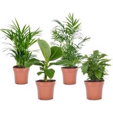 Topfpflanzen Plant in a Box reca Chamaedorea Coffea Musa 25-40 cm