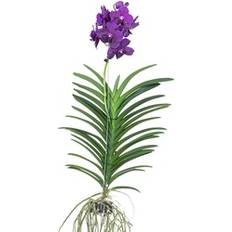 Piante in vaso Plant in a Box Orchidea Vanda Velvet Blackberry 80-90 cm