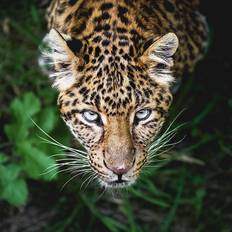 5D Diamond Painting Beautiful Panther 20 x 30 cm