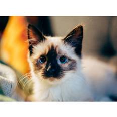 Blue Diamond Paintings Fiyo 5D Diamond Painting Animal Blue Eye Cat Cross 20 x 30 cm