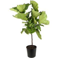 Plants Lowe's Fiddleleaf Fig House Plant in 2-Gallon Pot
