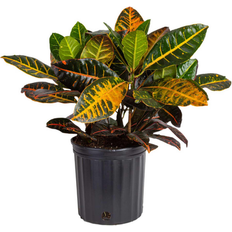 Plants Costa Farms Croton Petra House Plant 10-in Pot