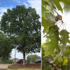 Trees & Shrubs National Plant Network 2.25gal Nutall Oak Tree 50ft Height
