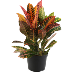 Plants Costa Farms Croton Petra House Plant 6-in Pot
