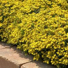 Plants National Plant Network Yellow Sedum Diamonds in 2.5 in Pot 3-Pack