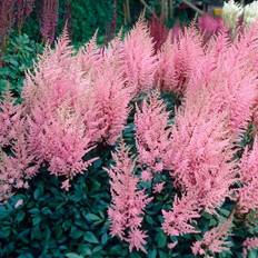 Perennials Van Zyverden Astilbe Erika Roots 5-Pack
