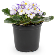 Plants Lowe's African Violet House Plant 13-oz Pot