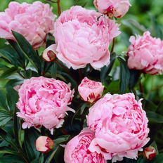 Perennials Van Zyverden Peonies Sarah Bernhardt Quantity Landscape Set of 100 Roots