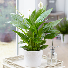 GardenersDream Spathiphyllum Peace Lily 9cm V2