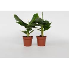 Krukväxter Plant in a Box Musa Oriental Dwarf 2 Pcs 25-40cm ÂŒ12cm