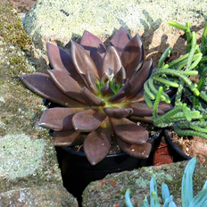 Plants 4 in Echeveria Serrana Live Succulent Plant with Bright Indirect Sun
