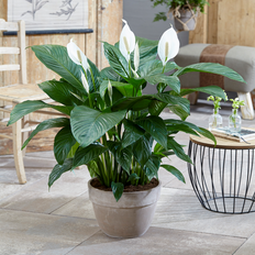 GardenersDream Spathiphyllum Peace Lily 9cm V1