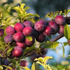 National Plant Network Bareroot Ozark Premier Plum Tree