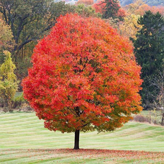 Trees & Shrubs Sugar Maple Tree 5-6 ft