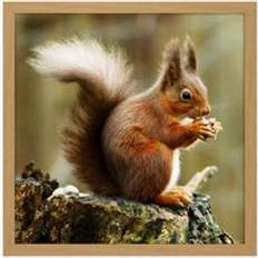 Red Framed Art ARTERY8 Wall Print Trimming Red Squirrel Eating Forest Nature Photo Square 16 x 16 Inch Light Oak Framed Art