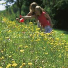 Seeds Kiepenkerl DSV RSM 7.2.2 Landschaftsrasen Trockenlagen mit Kräutern