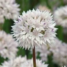 Thompson & Morgan Allium Graceful Beauty 12 Bulbs Size 04/06 White