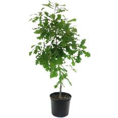 Trees & Shrubs National Plant Network 2.25gal Overcup Oak Tree 65ft Height