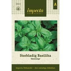 Impecta Basilika, Storbladig, Genovese
