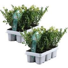 Krukker, Planter & Dyrkning Plant in a Box Japanische Stechpalme 12 Stk 10cm