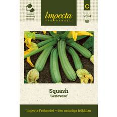 Squash 'Genovese'