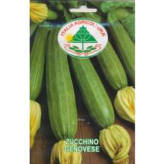 Krukker, Planter & Dyrkning Italia Agricoltura Squash - Genovese Grøntsagsfrø