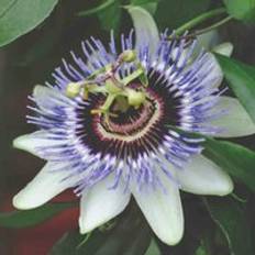Plants Thompson & Morgan Passiflora Caerulea 9cm Pot Green