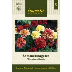 Blomsterfröer Impecta Sammetstagetes 'Strawberry Blonde'