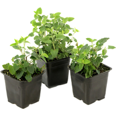 Plants National Plant Network Purple Little Adder Hummingbird Mint 3.25 in Pot 3 Pack
