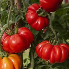 Impecta Bifftomat Costoluto Fiorentino