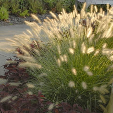 Plants National Plant Network Dwarf Fountain Grass Hamelin 4 in 3 Pack