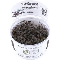 TROPICA Live Aquarium Plants Attach to Rocks Wood Fish Tank Aquascape