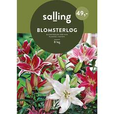 Salling Blomsterløg 8 Stk Lilium Oriental Mixed