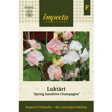 Impecta Luktärt 'Spring Sunshine Champagne'