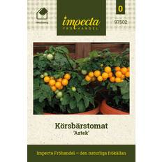 Impecta Körsbärstomat 'Aztek'