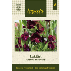 April Blomsterfröer Impecta Luktärt 'Spencer Beaujolais'