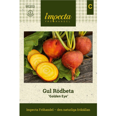 Impecta Gul Rödbeta 'Golden Eye'