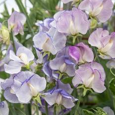 Impecta Luktärt 'Spencer Blue Ripple'