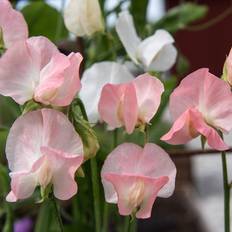 Impecta Luktärt 'Spring Sunshine Nancy'