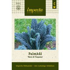 Impecta Palmkål 'Nero di Toscana'