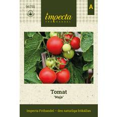Februari Grönsaksfröer Impecta Tomat 'Maja'