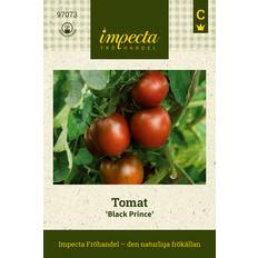 Tomat frö Impecta Tomat 'Black Prince'
