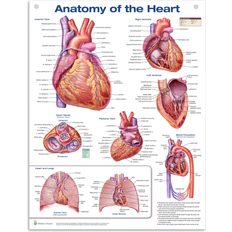 Informationsskyltar Lippincott Williams & Wilkins Anatomy of the Heart