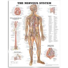 Lippincott Williams & Wilkins The Nervous System Anatomical Chart: 2nd edition
