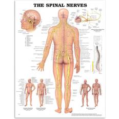 Spinal Nerves Chart