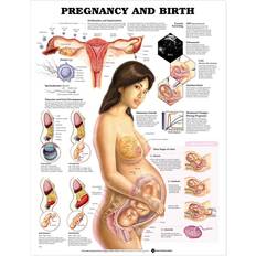 Pregnancy and Birth Chart