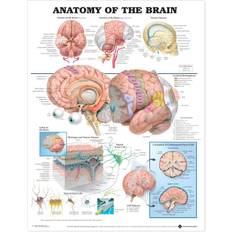 Informationsskyltar Anatomical Chart Co Anatomy of the Brain