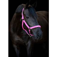 Cob Grimer Horse Guard Malva Grime - Phlox Pink