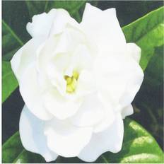 Textiles 3DRose Gardenia-Quilt Square 6 by 6-Inch Fabrics White